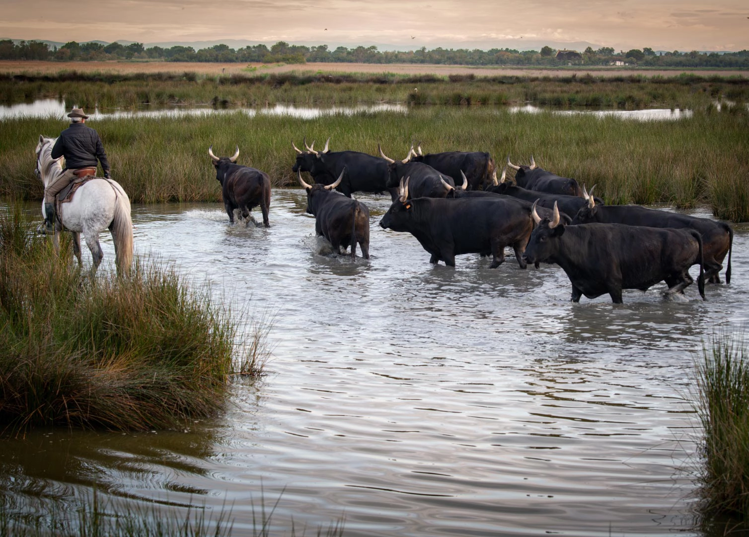 Mas du Couvin - Visite guidée d'une manade de taureau Mas du Couvin - Visite guidée d'une manade de taureau